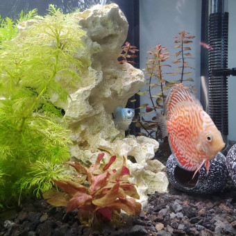 aquariophile Captiva