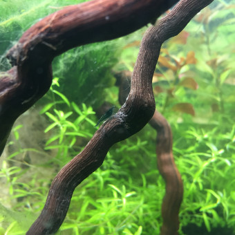 aquariophile Molly