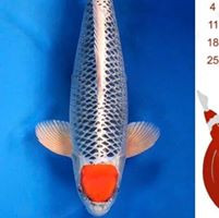 aquariophile matt-hbt