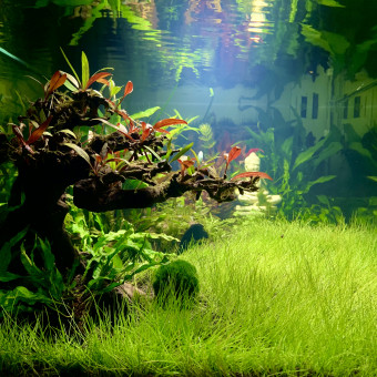 aquariophile John42riorges