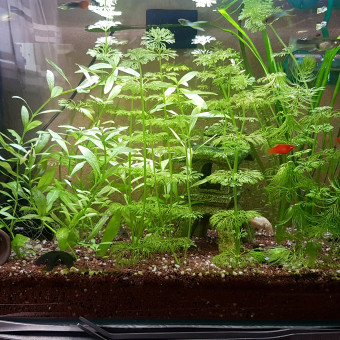 aquariophile krim1315