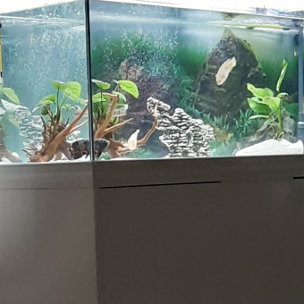 aquariophile Aquabubble