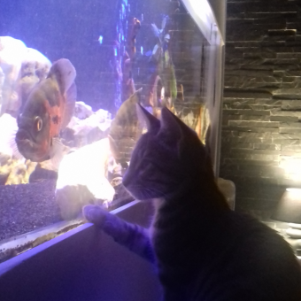 aquariophile Nael