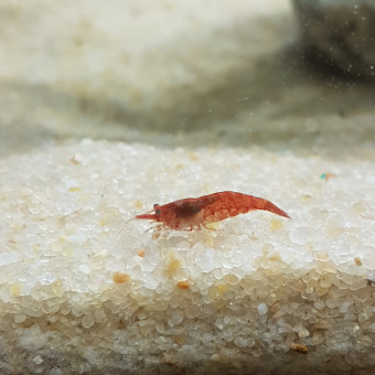 aquariophile AnaisLp