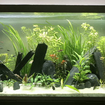 aquariophile Brainfarm