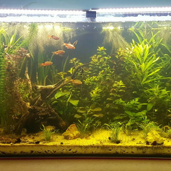 aquariophile karine-montrem