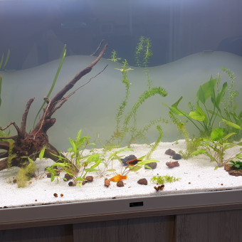 aquariophile Marco13