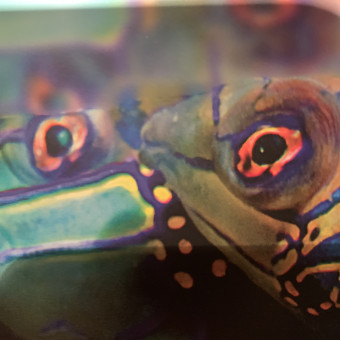 aquariophile Cerbere