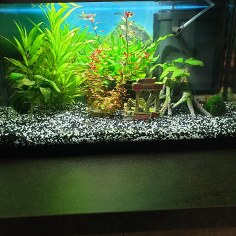 aquariophile Dolus02