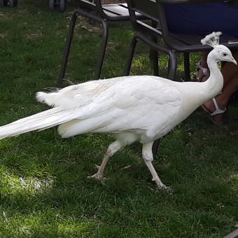 aquariophile M.scientist