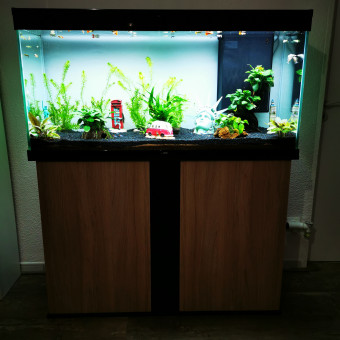 aquariophile Gaemi