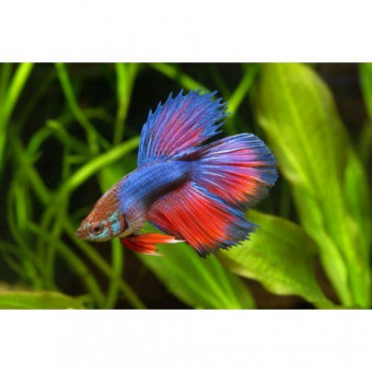 aquariophile levonik2006