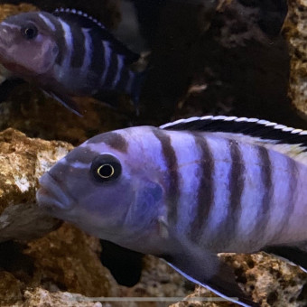 aquariophile Dombox59