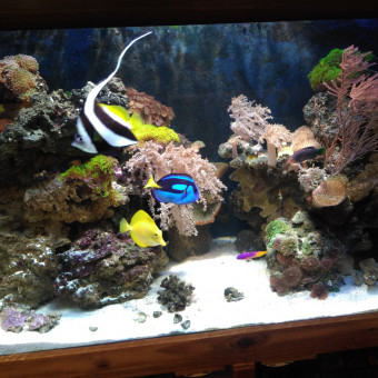 aquariophile Ju78340