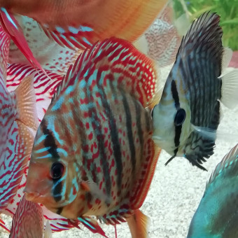 aquariophile Globule