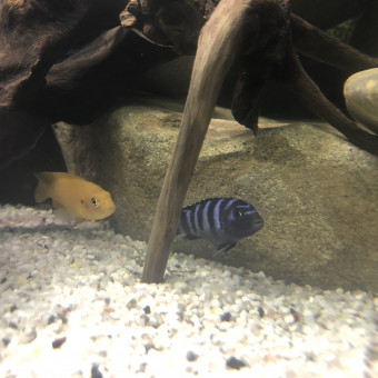 aquariophile Arnaudcams