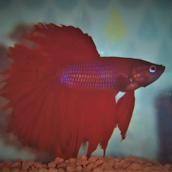 aquariophile Animzoo