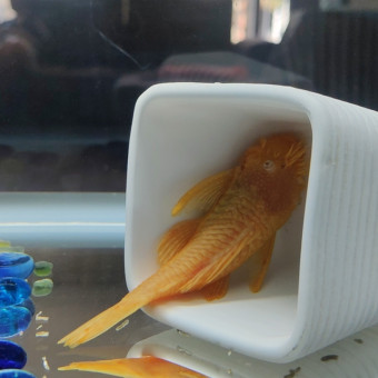 aquariophile Benoit95