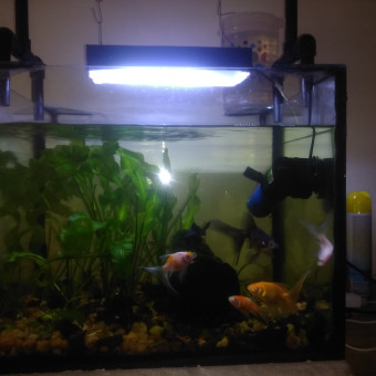 aquariophile Mistercom