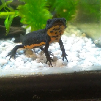 aquariophile AquaMax