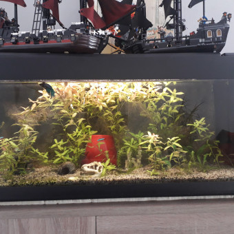 aquariophile Laura-Rikku