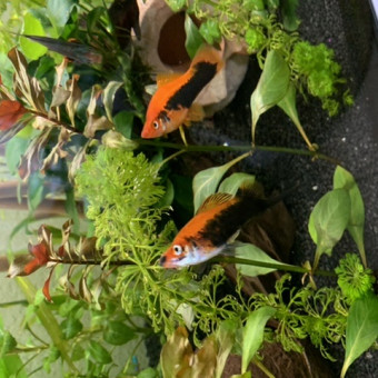 aquariophile mika34000