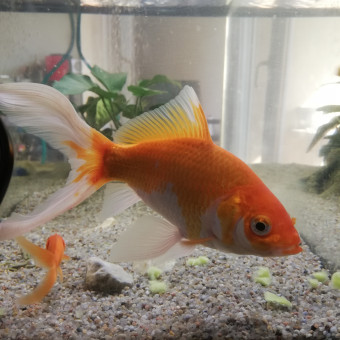 aquariophile nana66