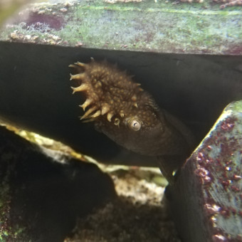 aquariophile D_Venoge