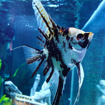 aquariophile LaLouve