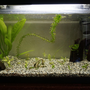 aquariophile Clemence.albertine