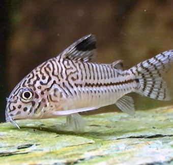 aquariophile thegreatsterben