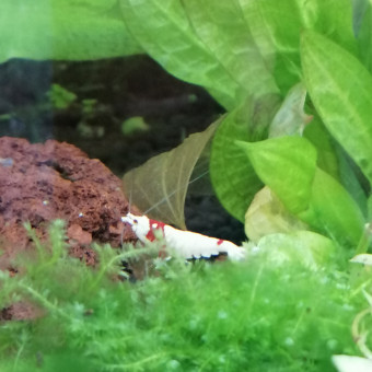 aquariophile balcou63100