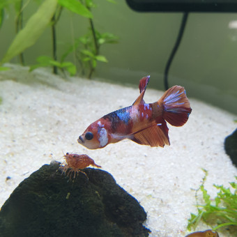 aquariophile Oriononyx