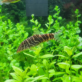 aquariophile Arianounette