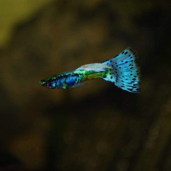 aquariophile LorianeG