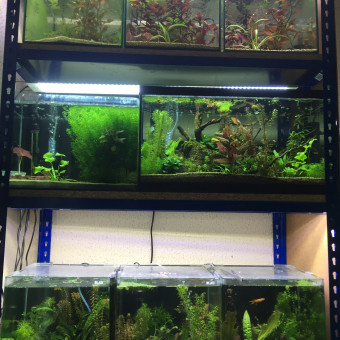 aquariophile lou-dun-tawa