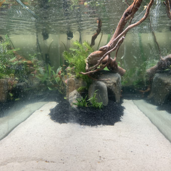 aquariophile Jay8131