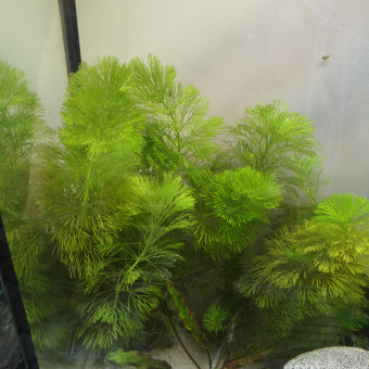 aquariophile Galane63
