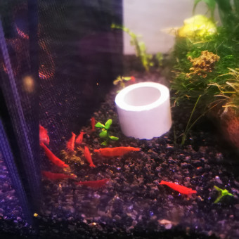 aquariophile Oceane39