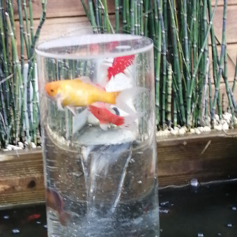 aquariophile Foucrtjulien