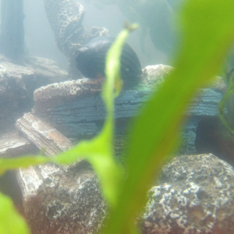 aquariophile Theo_the_fish