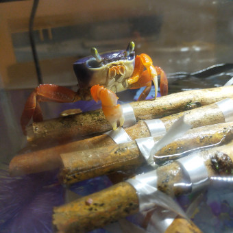 aquariophile Jenicrabe