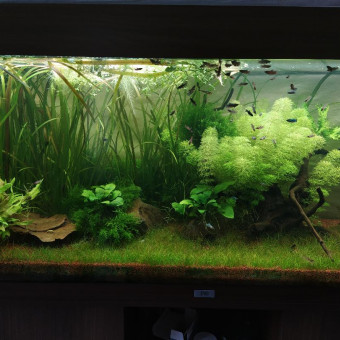 aquariophile nanexetilo