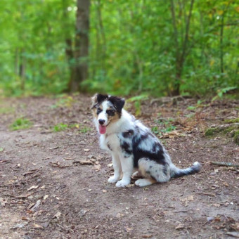 aquariophile Styflez