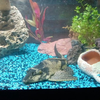 aquariophile LaurenceP