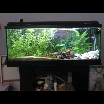 aquariophile Gegeaze