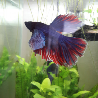 aquariophile Smatt
