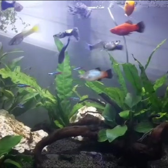 aquariophile Nora_Lopez