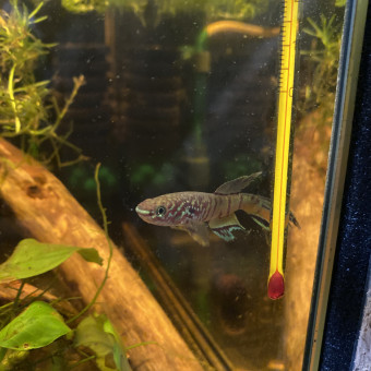 aquariophile Jerome62