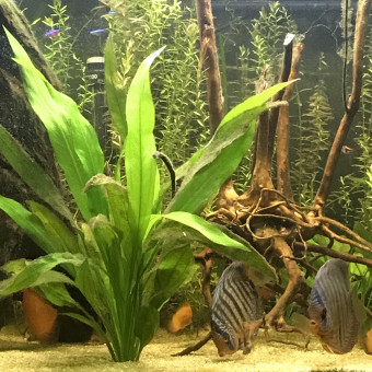 aquariophile Sl-17